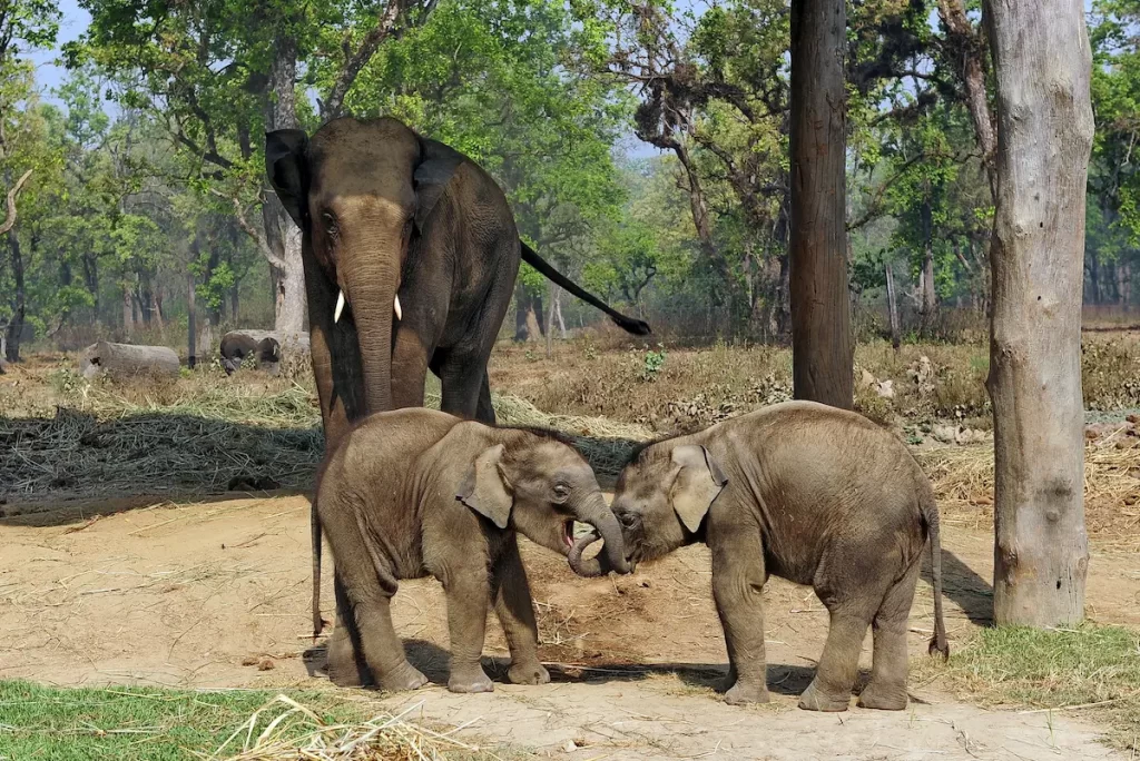 Mother elephant watching two playful calves at Chitwan National Park, Nepal.