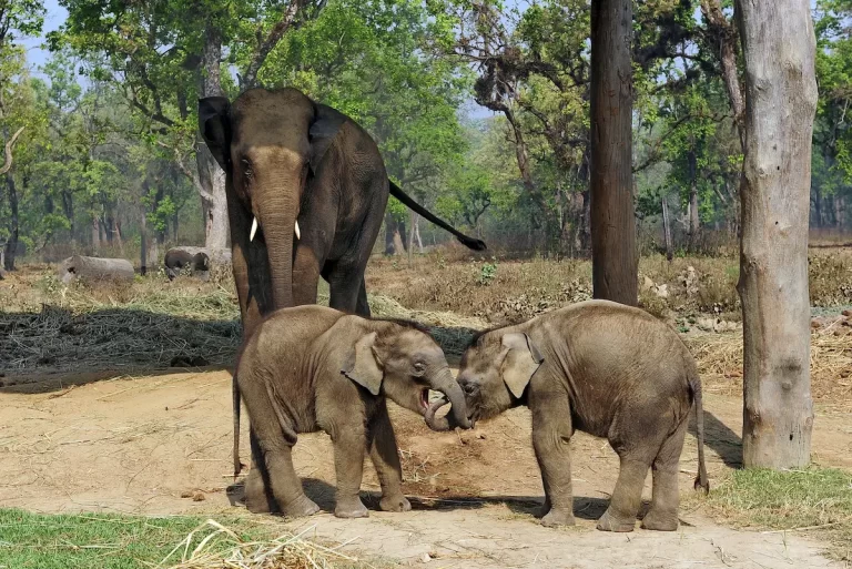 Mother elephant watching two playful calves at Chitwan National Park, Nepal.